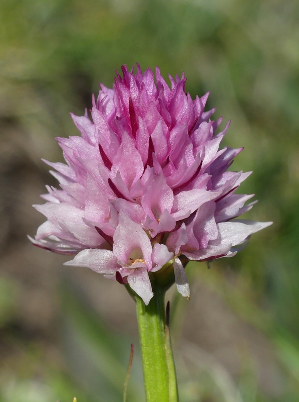 La Nigritella widderi a Pizzo di Sevo e Cima Lepri  -  luglio 2025